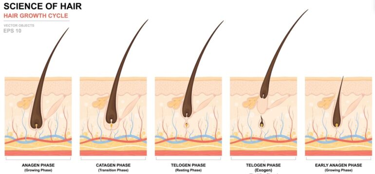 how-many-hairs-are-there-in-each-follicle-img